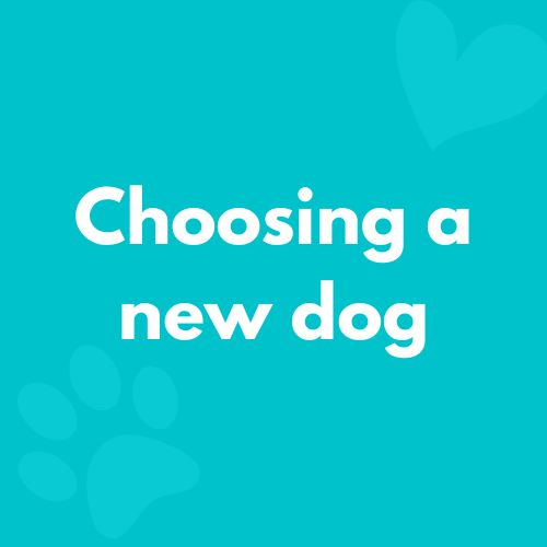 choosing a new dog